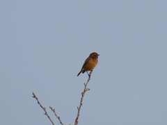 Saxicola rubicola