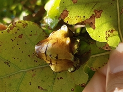 Andricus quercuscalicis