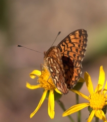 Boloria chariclea
