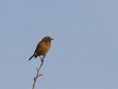 Saxicola rubicola
