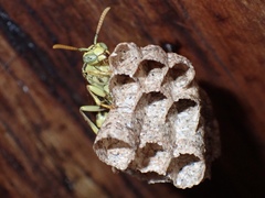 Mischocyttarus basimacula