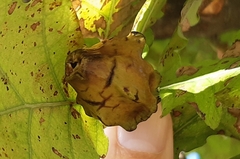 Andricus quercuscalicis