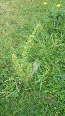 Rumex crispus crispus