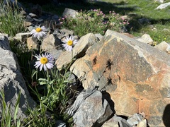 Erigeron glacialis