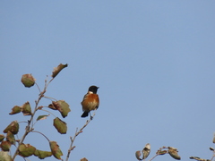 Saxicola rubicola