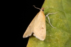 Achyra nudalis