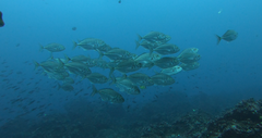 Uraspis helvola