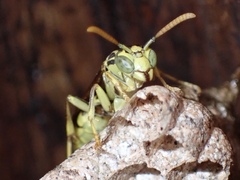 Mischocyttarus basimacula