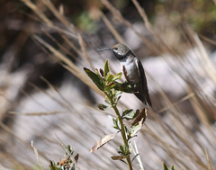 Oreotrochilus estella