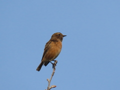 Saxicola rubicola