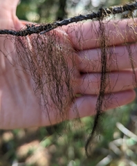 Alectoria sarmentosa