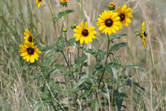 Helianthus petiolaris
