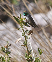 Oreotrochilus estella