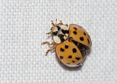 Harmonia axyridis