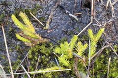 Lateristachys lateralis