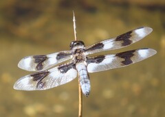 Libellula forensis