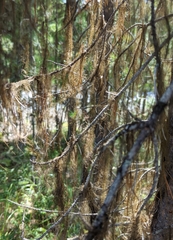 Alectoria sarmentosa