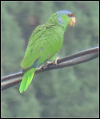 Amazona finschi