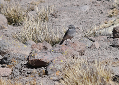 Idiopsar erythronotus