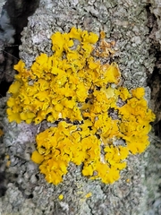 Xanthomendoza fallax