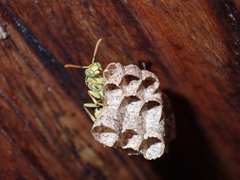 Mischocyttarus basimacula