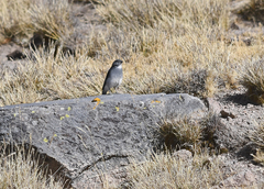 Idiopsar erythronotus