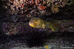 Chilomycterus mauretanicus