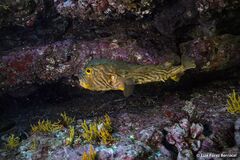 Chilomycterus mauretanicus