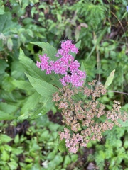 Spiraea