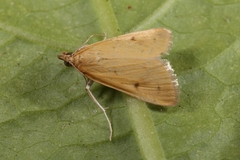 Achyra nudalis
