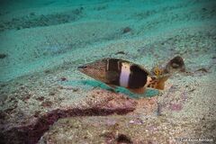 Serranus papilionaceus