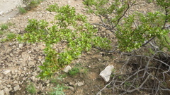 Larrea tridentata