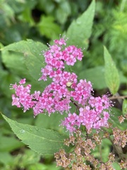 Spiraea
