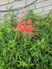 Lycoris radiata