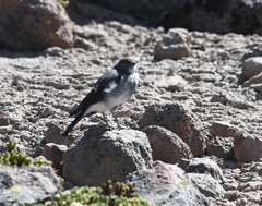 Idiopsar erythronotus