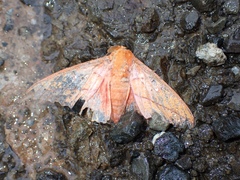 Symphlebia