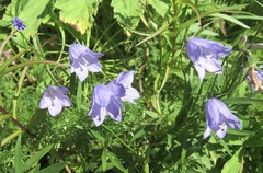 Campanula rotundifolia