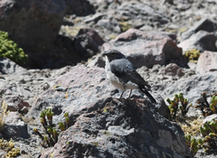 Idiopsar erythronotus