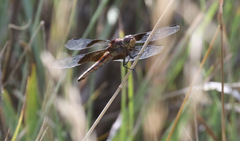 Libellula luctuosa