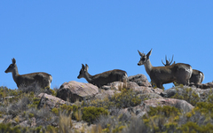 Hippocamelus antisensis