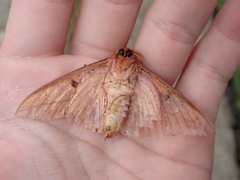 Symphlebia