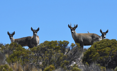 Hippocamelus antisensis