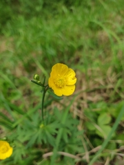 Ranunculus acris