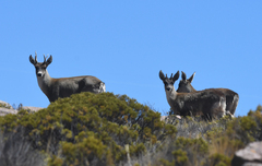 Hippocamelus antisensis