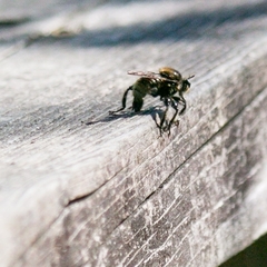 Laphria