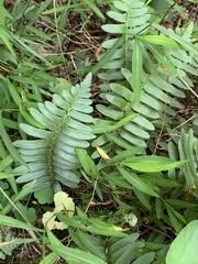 Polystichum acrostichoides