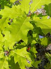 Quercus rubra