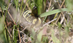 Bombus