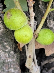 Disholcaspis quercusmamma