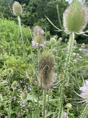 Dipsacus fullonum